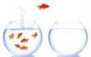 MOBILE NUMBER PORTABILITY (MNP):”THE NEXT BIG JUMP”