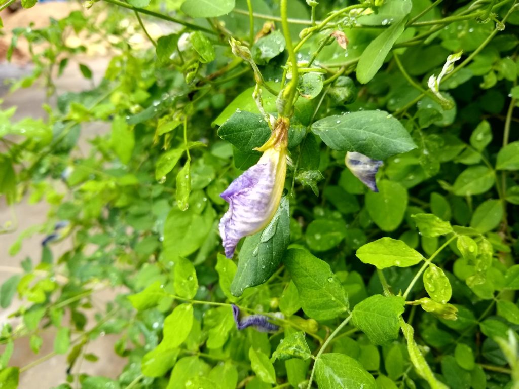 motorola-moto-g6-camera-sample-1 (2)