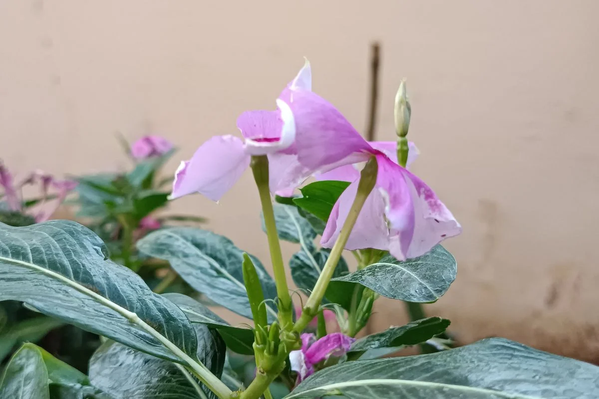 Poco M4 Pro