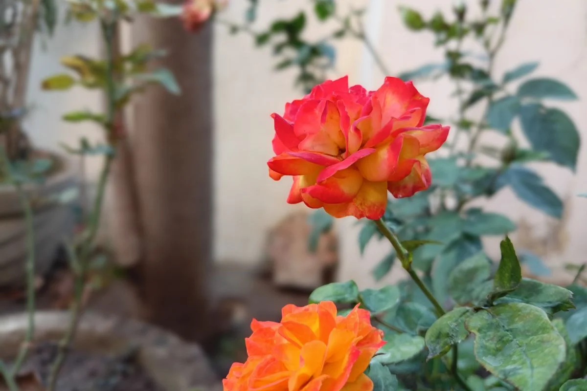 Poco M4 Pro